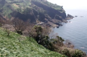 越前水仙 水仙郷