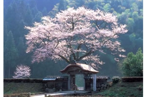 朝倉氏遺跡・ソフトバンクで有名になった